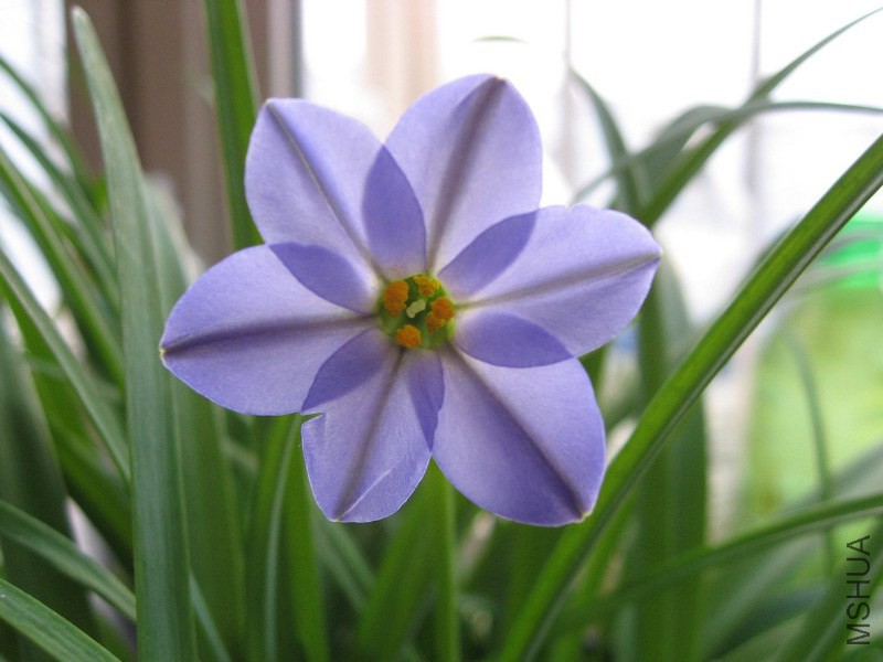 Ipheion 'RoIf Fiedler' ��ɫԲ�껨��.jpg