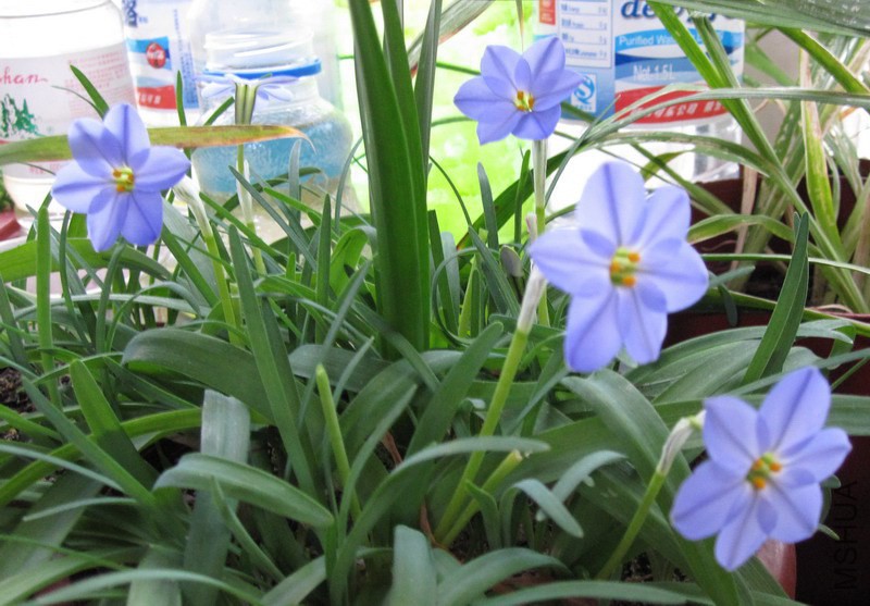 Ipheion 'RoIf Fiedler' ��ɫԲ�껨�� 2.jpg