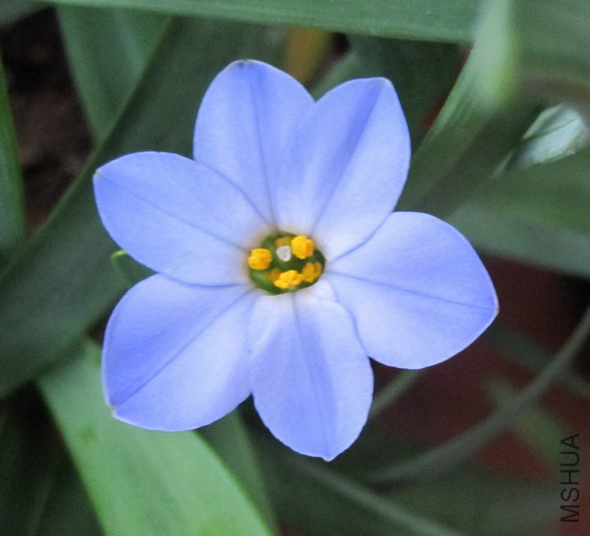 Ipheion 'RoIf Fiedler' ����ɫԲ�껨�� 1.jpg