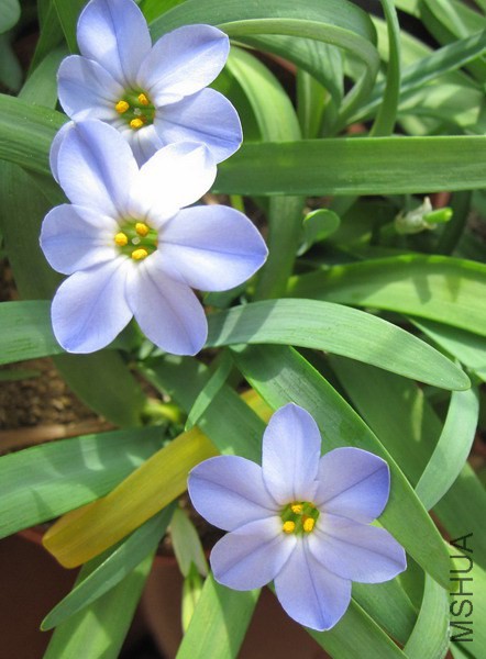 Ipheion 'RoIf Fiedler' ����ɫԲ�껨�� 2.jpg