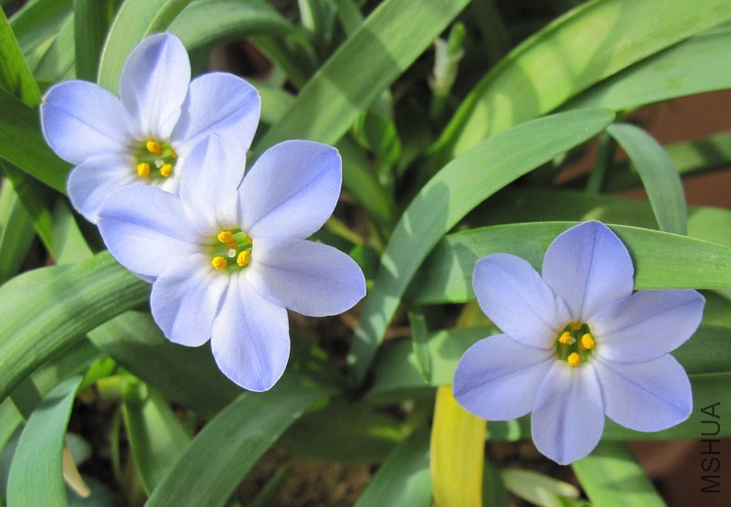 Ipheion 'RoIf Fiedler' ����ɫԲ�껨�� 3.jpg