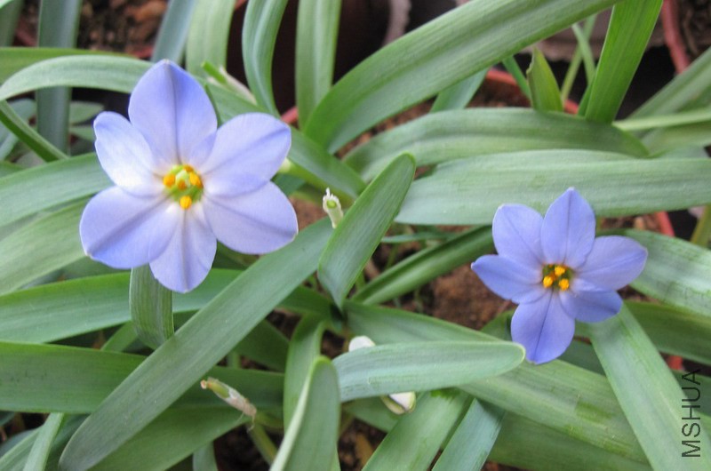 Ipheion 'RoIf Fiedler' ����ɫԲ�껨�� 4.jpg