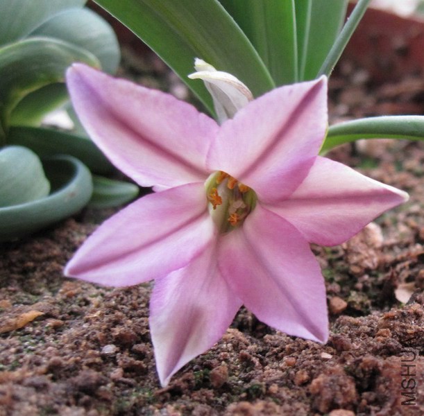 Ipheion uniflorum 'Charlotte Bishop' õ�컨�� 1.jpg