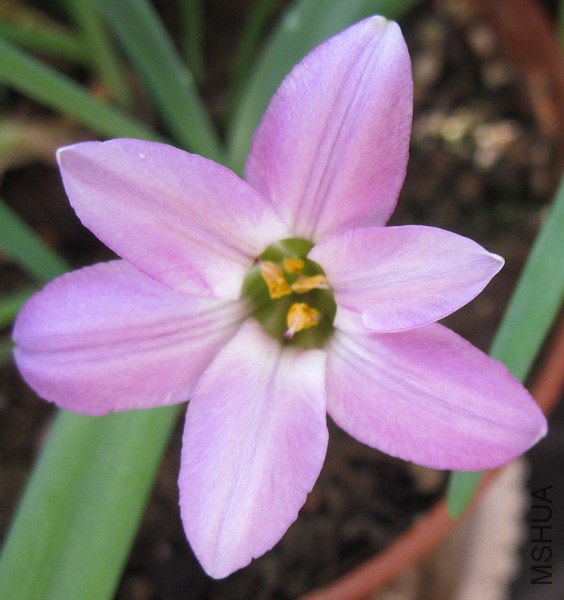 Ipheion uniflorum 'Charlotte Bishop' õ�컨��.jpg
