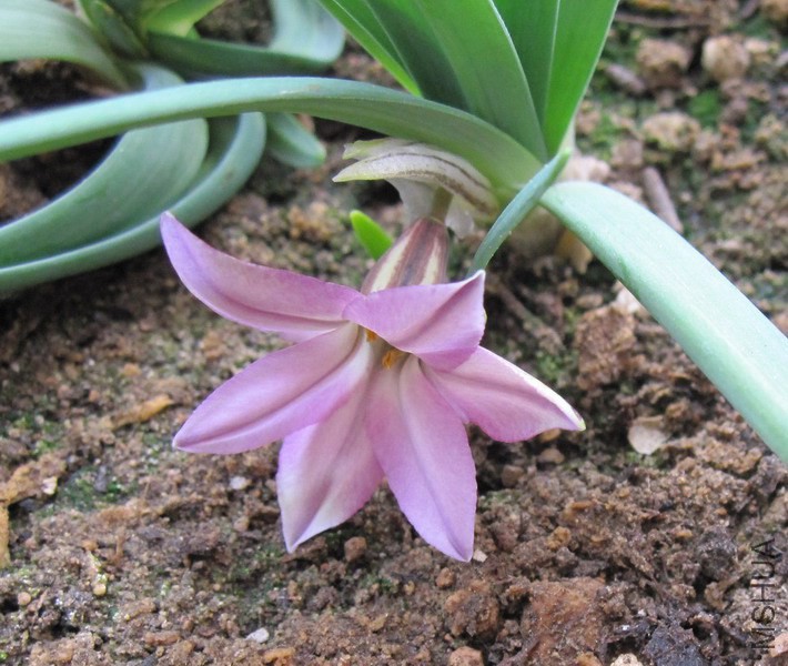 Ipheion uniflorum 'Charlotte Bishop' õ�컨�� 2.jpg