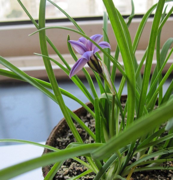 Ipheion uniflorum 'Froyle Mill' �ϻ��� 1.jpg
