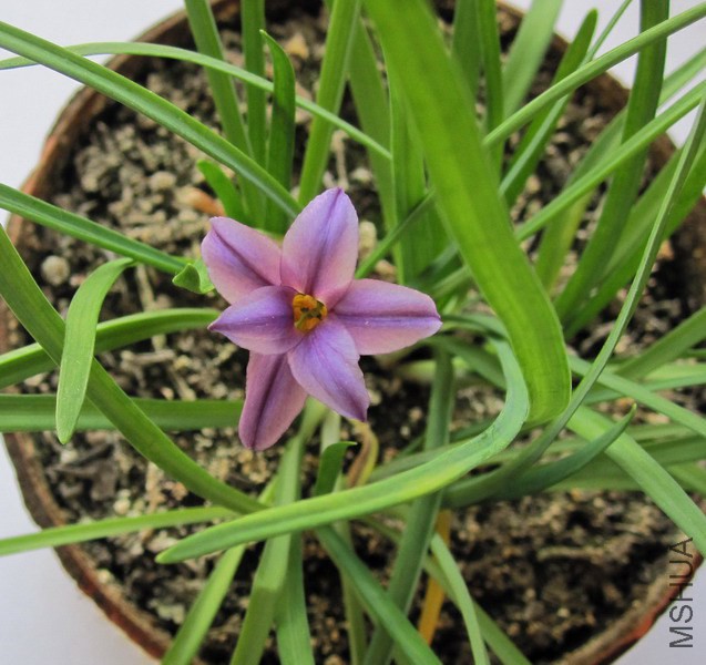 Ipheion uniflorum 'Froyle Mill' �ϻ���.jpg