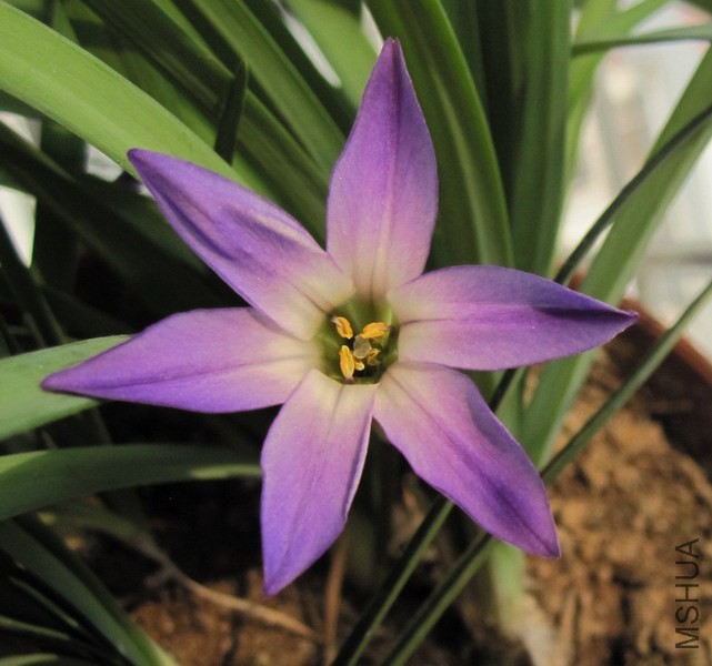 Ipheion uniflorum 'Froyle Mill' �ϻ��� 3.jpg