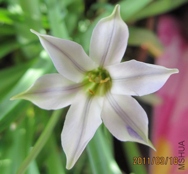 Ipheion uniflorum 'Froyle Mill' �ϻ��� 4.jpg