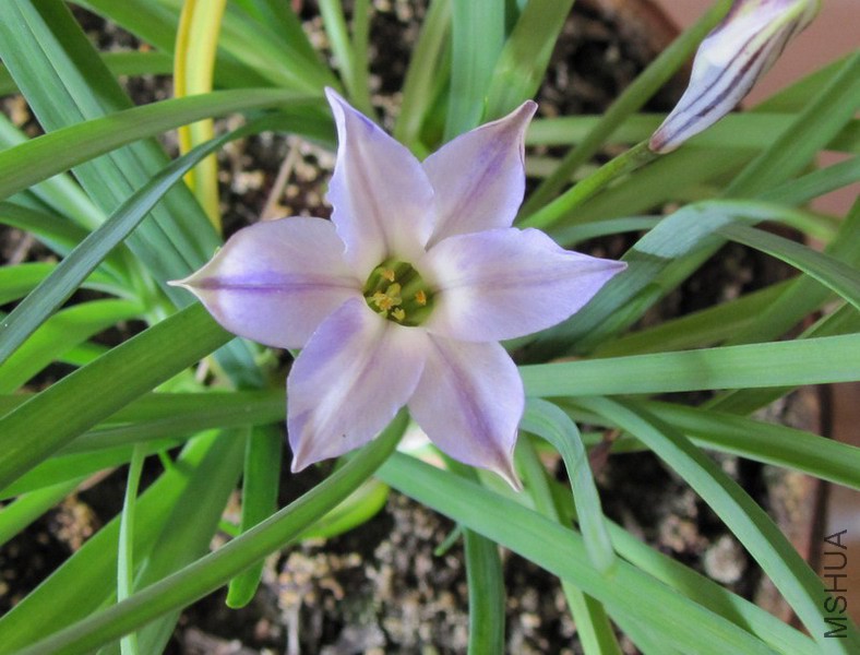 Ipheion uniflorum 'Froyle Mill' �ϻ��� 5.jpg