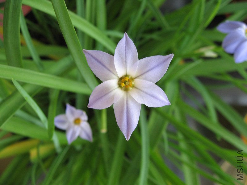 Ipheion uniflorum 'Wisley Blue' ǳ����껨��.jpg