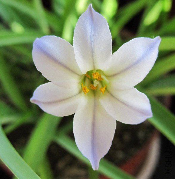 Ipheion uniflorum 'Wisley Blue' ǳ����껨�� 1.jpg