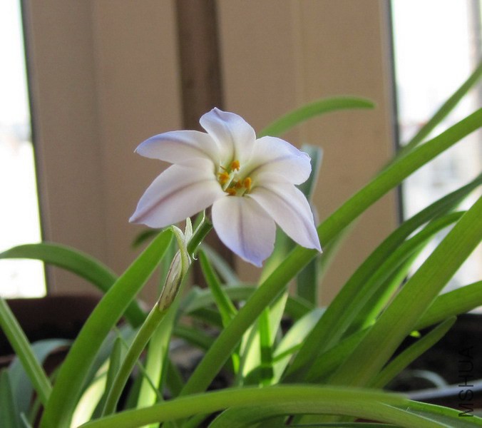 Ipheion uniflorum 'Wisley Blue' ǳ����껨�� 2.jpg