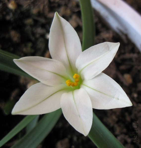 Tristagma sessile(Ipheion sessile) �׻��� 1.jpg