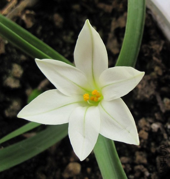 Tristagma sessile(Ipheion sessile) �׻���.jpg