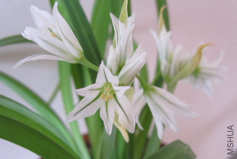 Allium triquetrum �����̰�С���� 1.jpg