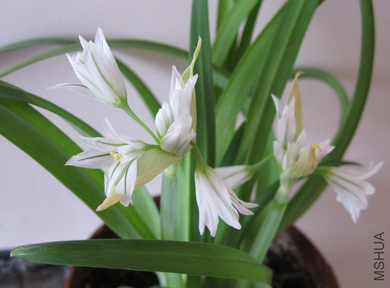 Allium triquetrum �����̰�С����.jpg