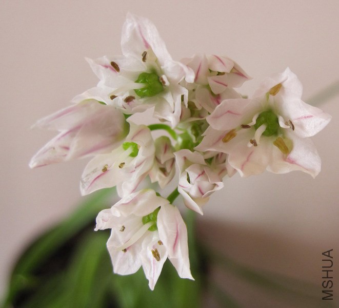 �׻�����С���� 1.jpg