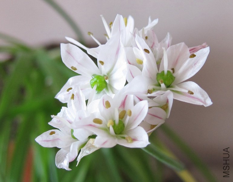 �׻�����С���� 2.jpg