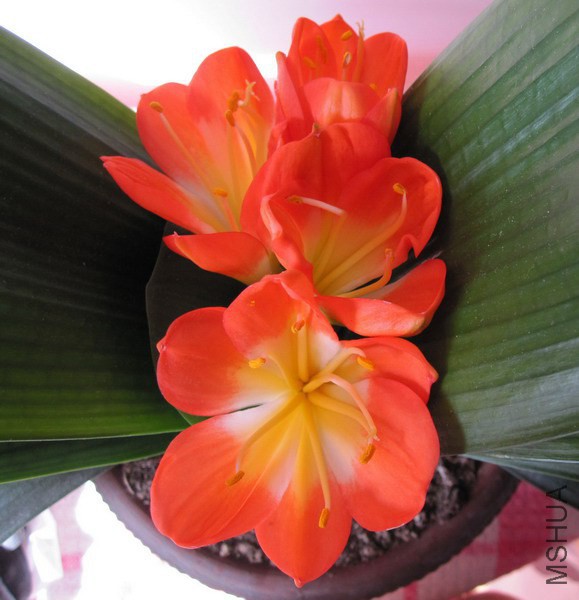 ������ 2.jpg