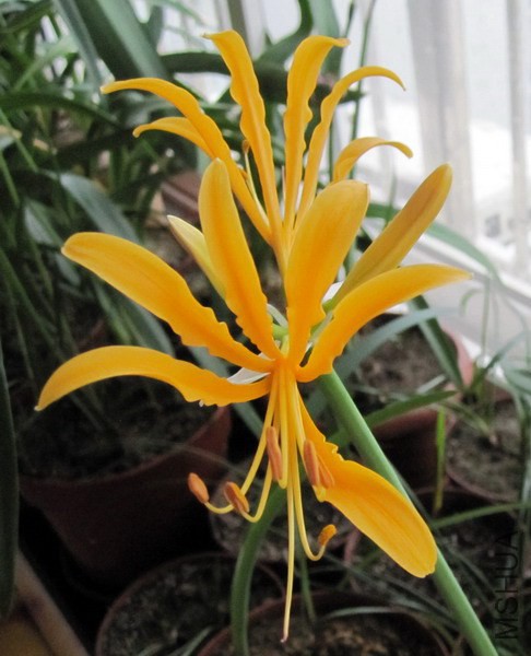 Lycoris aurea 1.jpg