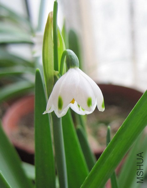 Leucojum vernum ѩƬ�� 1.jpg