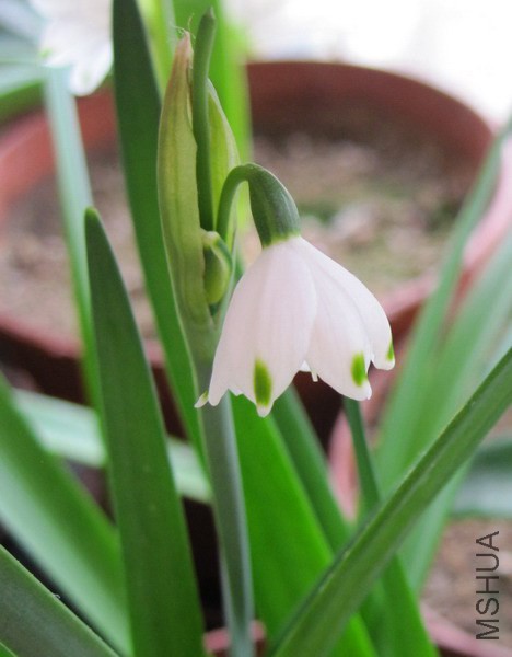 Leucojum vernum ѩƬ��.jpg