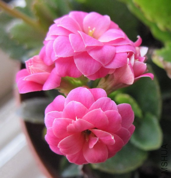 Kalanchoe blossfeldiana 'Dark Jodie' �ҷ����.jpg
