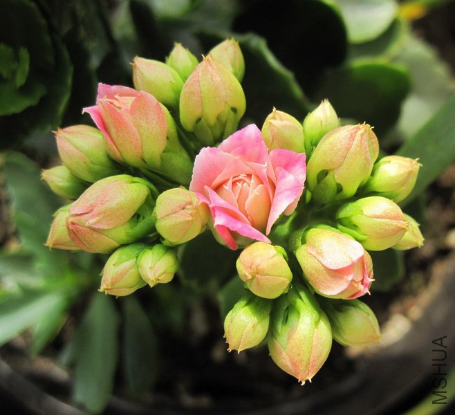 Kalanchoe blossfeldiana 'Jodie' �����.jpg