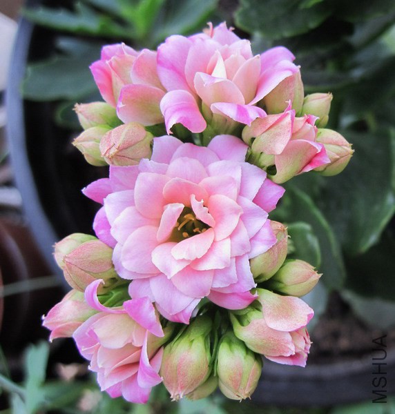 Kalanchoe blossfeldiana 'Jodie' ����� 1.jpg