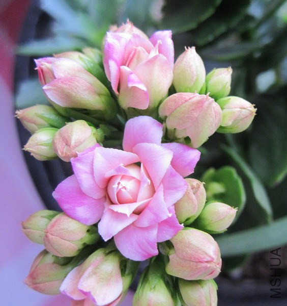 Kalanchoe blossfeldiana 'Jodie' ����� 2.jpg