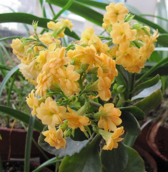 Kalanchoe blossfeldiana 'Sunrise' �ճ�.jpg