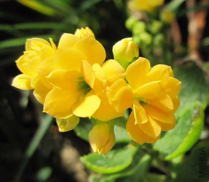 Kalanchoe blossfeldiana 'Sunrise' �ճ� 1.jpg