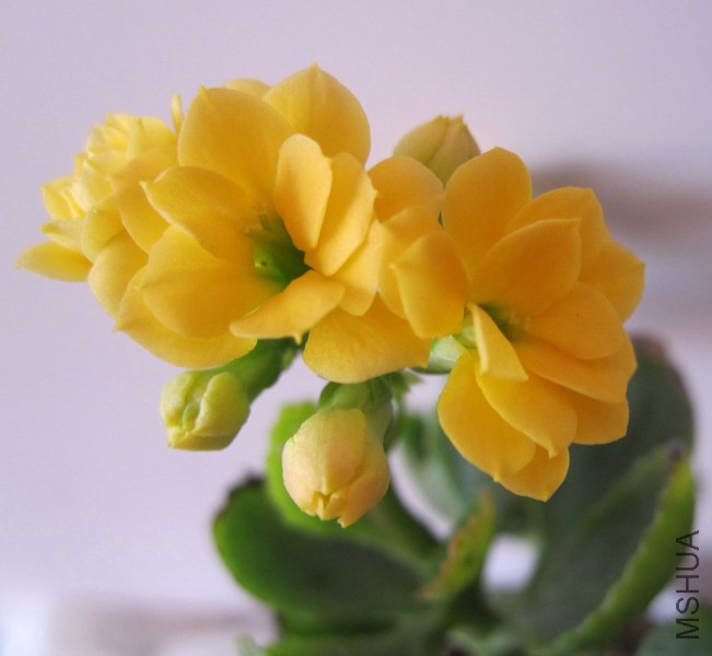 Kalanchoe blossfeldiana 'Sunrise' �ճ� 2.jpg