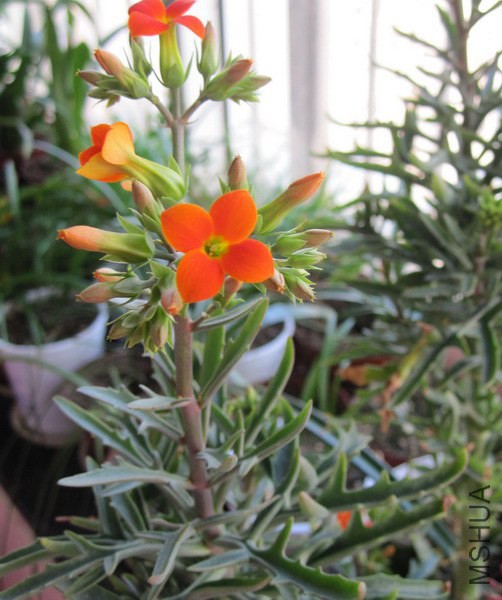 ���ٻ� ��Ҷ�ȵ� 2.jpg