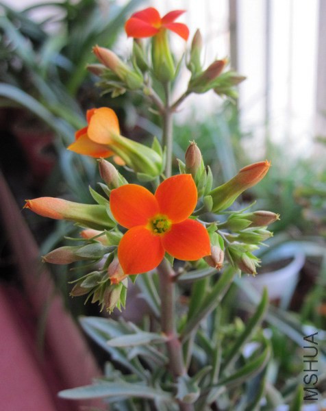 ���ٻ� ��Ҷ�ȵ� 1.jpg