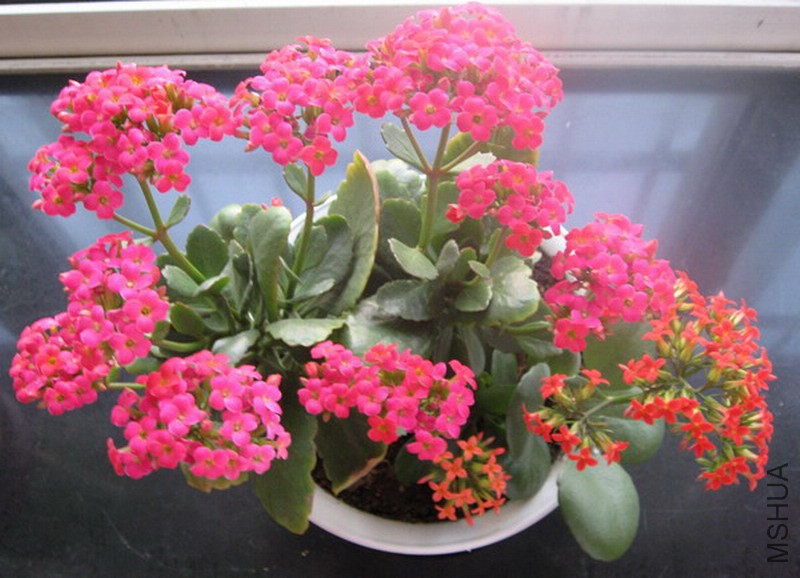 ���ٻ� õ�쵥Բ�� 2.jpg