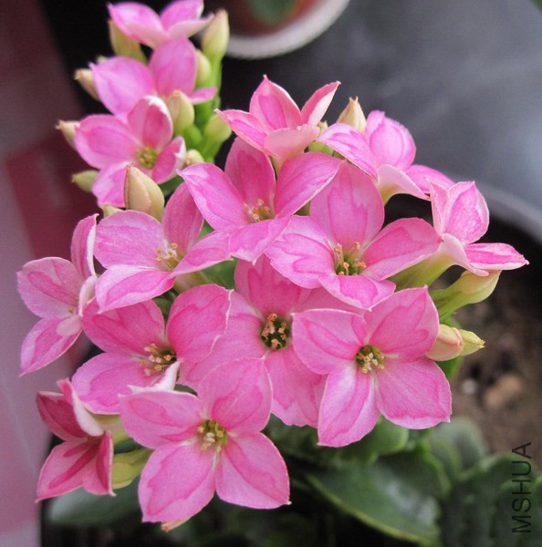 ���ٻ� ǳ�۵� 1.jpg