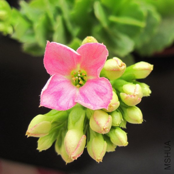 ���ٻ� ǳ�۵�.jpg