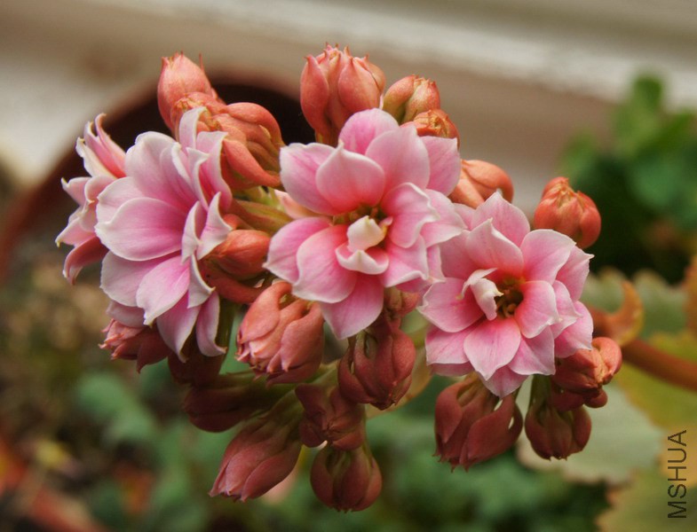 ���ٻ� ����4.jpg