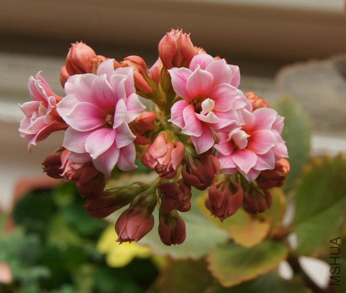 ���ٻ� ����3.jpg