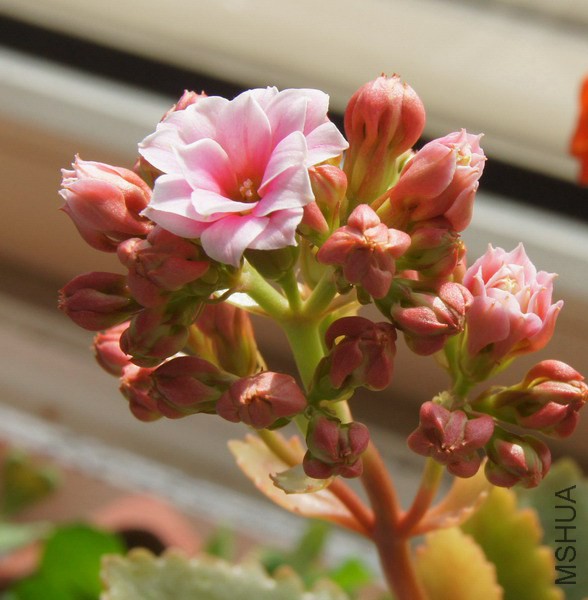 ���ٻ� ����2.jpg