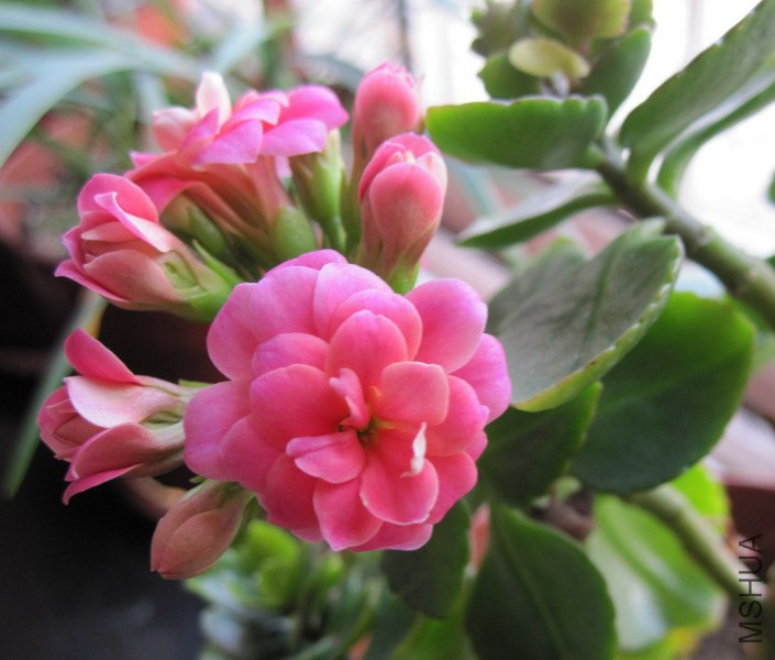 ���ٻ� ����.jpg