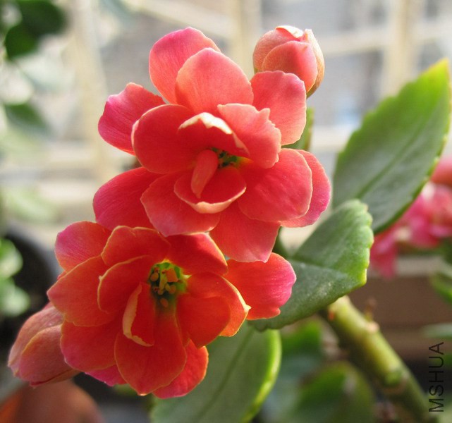 ���ٻ� ���� 1.jpg