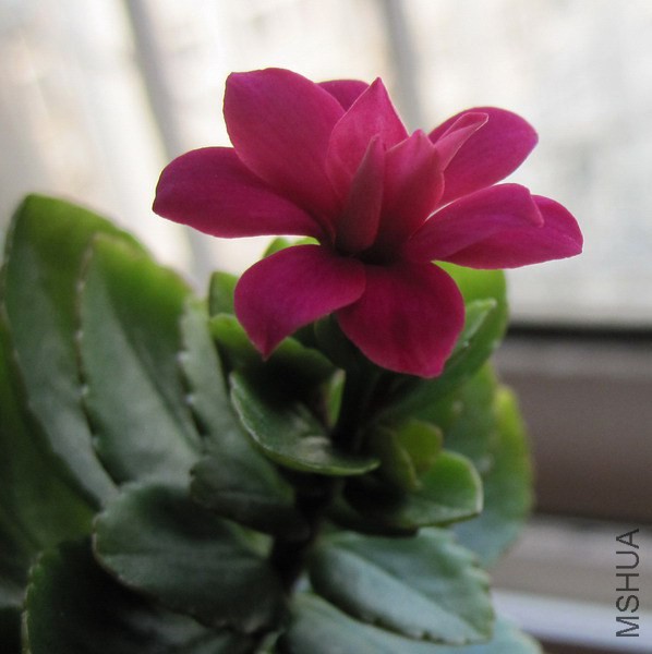 ���ٻ� ���� 2.jpg