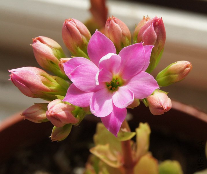 ���ٻ� ���� 1.jpg