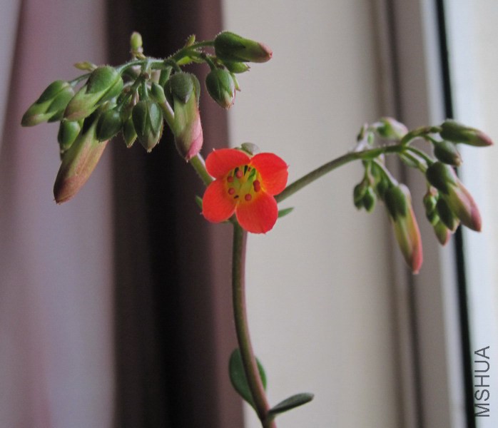 ���Ƴ��� ��ɫ.jpg