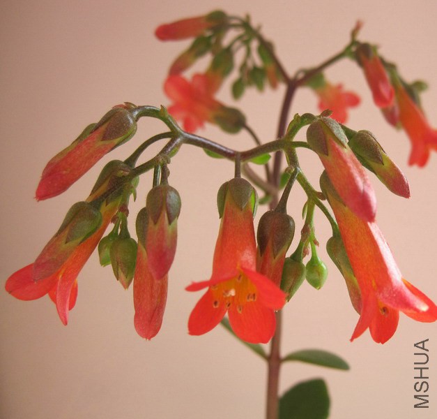 ���Ƴ��� ��ɫ 1.jpg