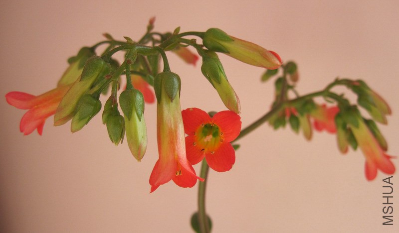 ���Ƴ��� ��ɫ 2.jpg