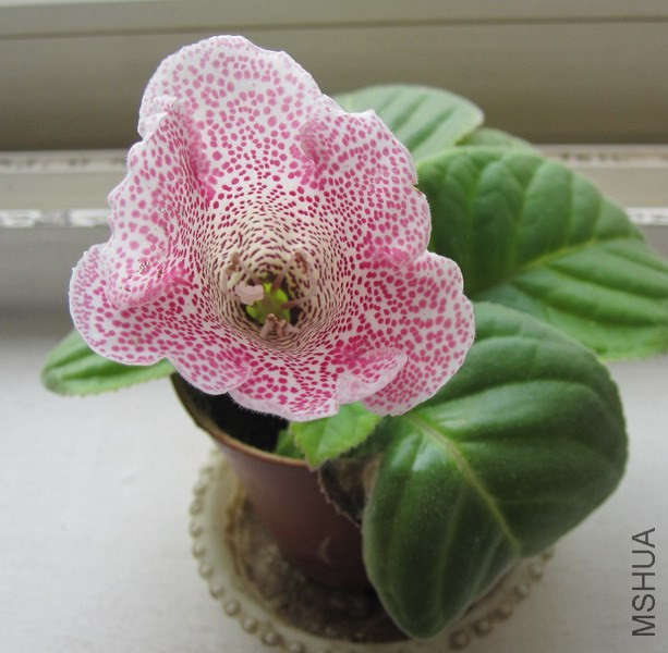 ��ɫ��� ���� 2.jpg